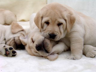 ����琬�c�́@���s�P�A�h�b�O�X�e�[�V����