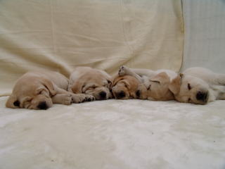 ����琬�c�́@���s�P�A�h�b�O�X�e�[�V����