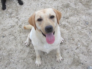 ���u���h�[���@�Ί�@�C�G���[