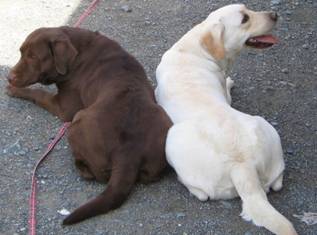 ���u���h�[���@�C�G���[�@�`���R�@���ǂ���