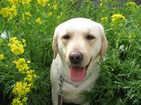 �������h�b�O�g���[�i�[�A�J�f�~�[�@�P���m�{���w�Z