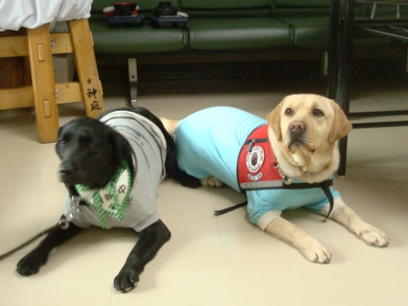 ����琬�c�́@���s�P�A�h�b�O�X�e�[�V����