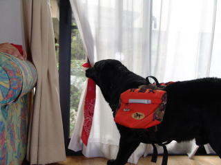 �J�[�e�����J�������