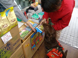 ����琬�c�́@���s�P�A�h�b�O�X�e�[�V����