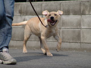 ����琬�c�́@���s�P�A�h�b�O�X�e�[�V����