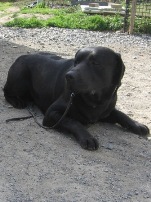 ����琬�c�́@���s�P�A�h�b�O�X�e�[�V����